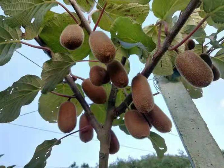 manbet官网-相信品牌力量