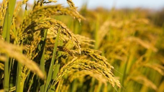 manbet官网-相信品牌力量