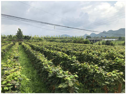 manbet官网-相信品牌力量